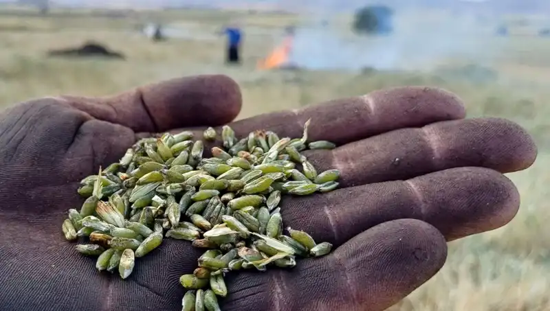 Firik Sezonu Başladı: Damakları Şenlendiren Lezzetler!