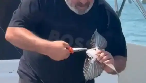 Saros'ta Nadir Kırlangıç Balığı Oltaya Takıldı: Doğa Tutkunları İçin Müjde!