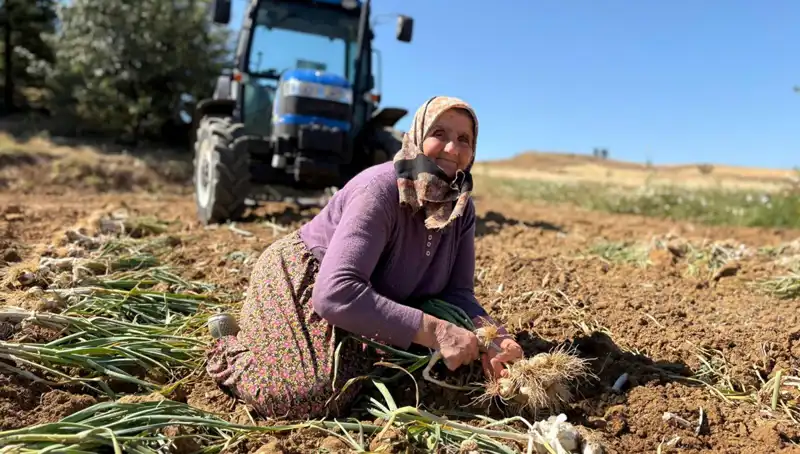 Selenyum Zengini Tarım Ürünü Tarlada Efsane Fiyatlarla Satılıyor