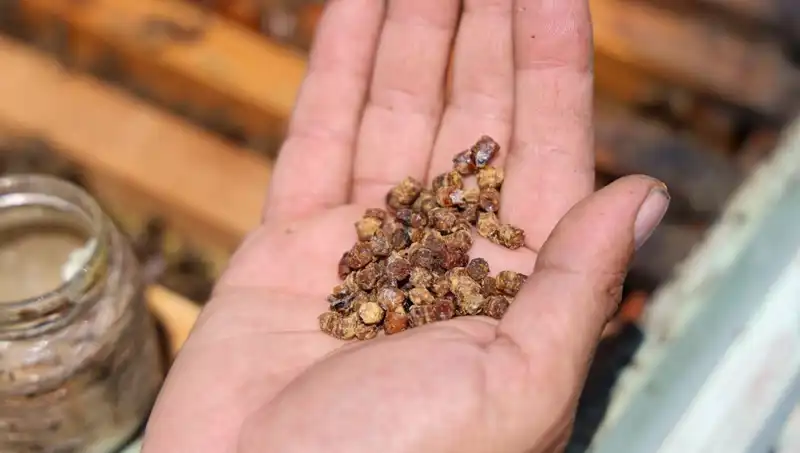 Eskiden Çöpe Giden, Şimdi Kilosu 3 Bin TL’den Satılan Besin: Protein Zengini Mucizevi Gıda