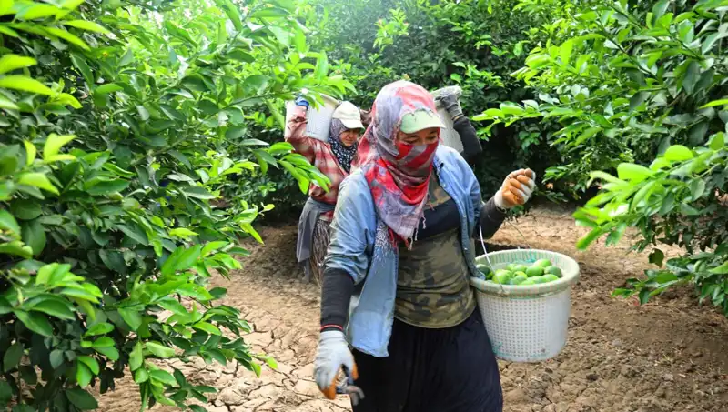 Marketteki Patates Fiyatları Rekor Kırdı: İyi Hasat Umutları!