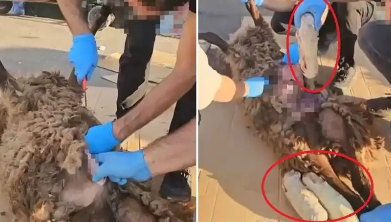 Zehir Tacirlerinin Son Oyunları: Ölü Koyunun Karnında Çıkan Şok Edici Gerçekler