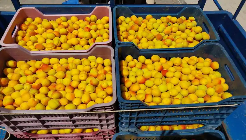 İlk Hasat Döneminde 500 TL'den Alıcı Buldu: Tarımda Yeni Bir Dönem Başlıyor