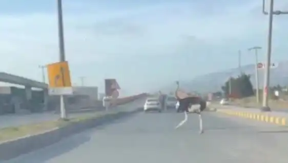 Trafikte Deve Kuşu Görülünce Ne Olur? Şaşkınlık Dolu Anlar!