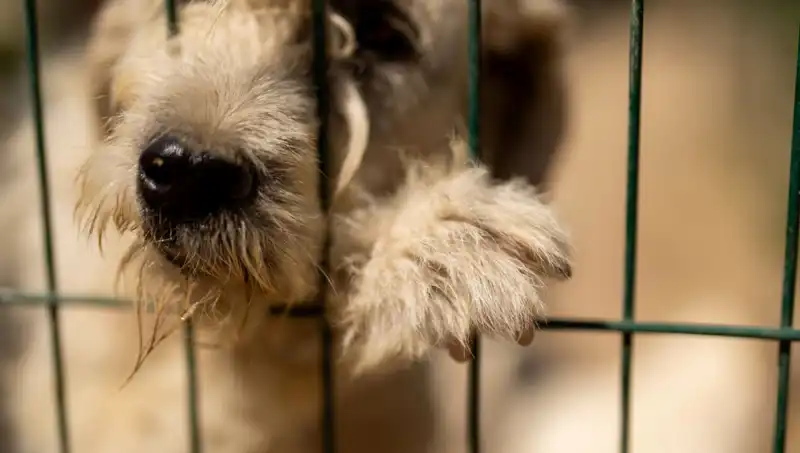İş Stresinin Köpekler Üzerindeki Gizli Etkileri Karmaşayı Artırıyor