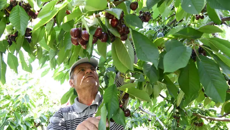 Lapseki Deviri: Çay Bardağına Sığmayan Gıda Mucizesi
