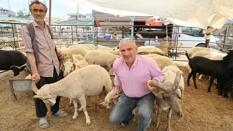 Kurban Pazarı'nda Fırtına Gibi Esti: Dört Boynuzlu Koçlar