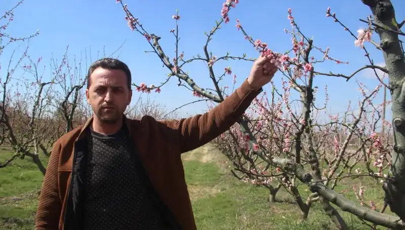 Don, Çiçek Açan Ağaçları Vurdu: Baharın İlk Müjdeci Gitti!