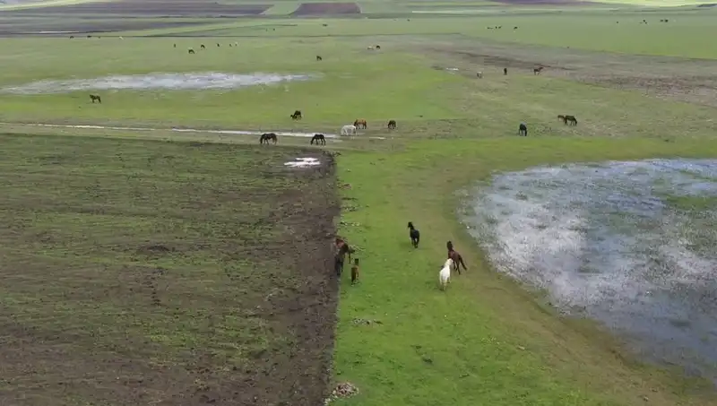 Kars'ın Büyüleyici Doğasında Yılkı Atlarıyla Büyüleyici Bir Karşılaşma