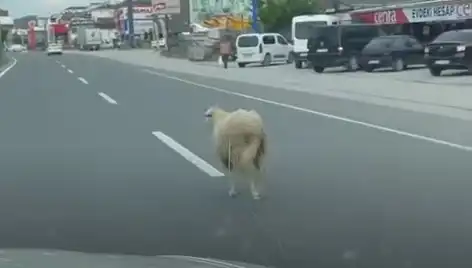 Yalova'da Kaçan Kurbanlıklar Trafiği Altüst Etti, Sokaklar Renklendi!