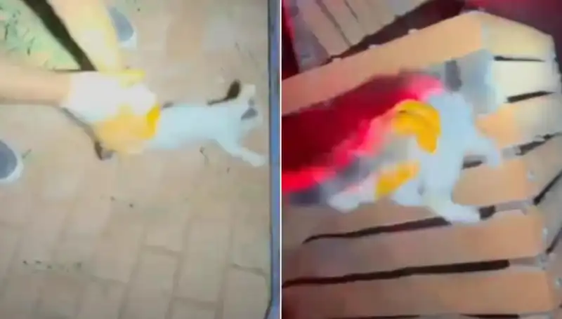 Gece Yarısı İtfaiyeden Nefes Kesen Kedi Kurtarma Operasyonu