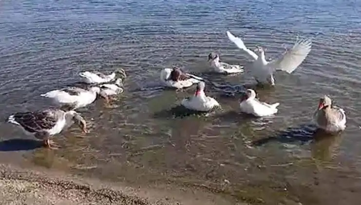 Denizde Yüzme Keyfi Yaşayan Kazlar, Şikayet Üstüne Kümese Kapandı!