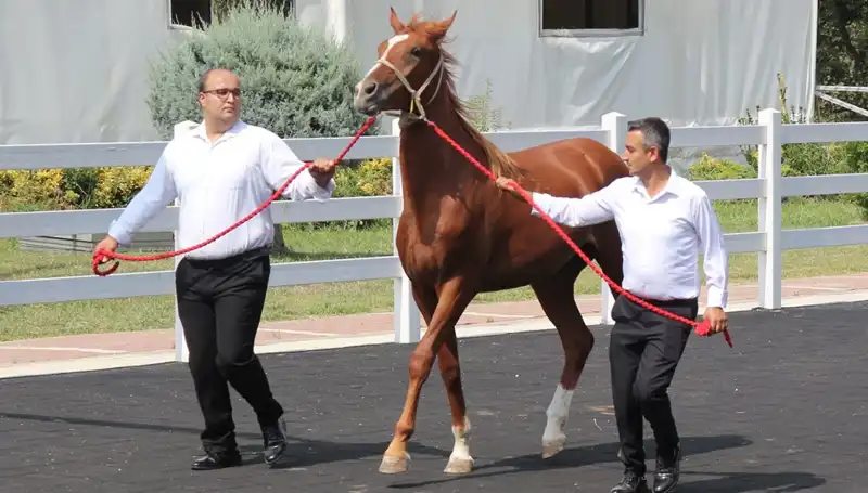 Taşkın Kral Rekor Kırdı: Doğa ile Mücadelede Yeni Bir Dönem Başlıyor!