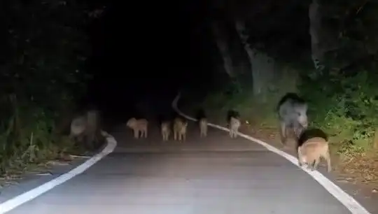 Elazığ'da Domuz Sürüsü Yolda Seyir Halinde Görüntülendi!