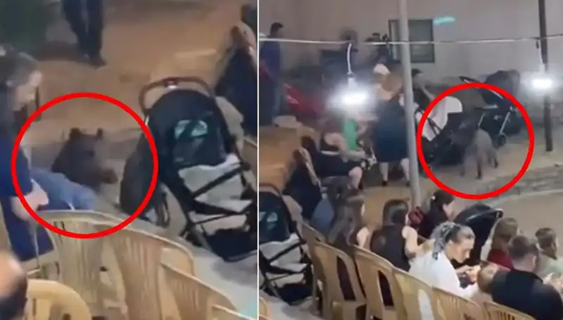 Düğün Günü Gelen Yaban Domuzu, Misafirleri Korkuttu!